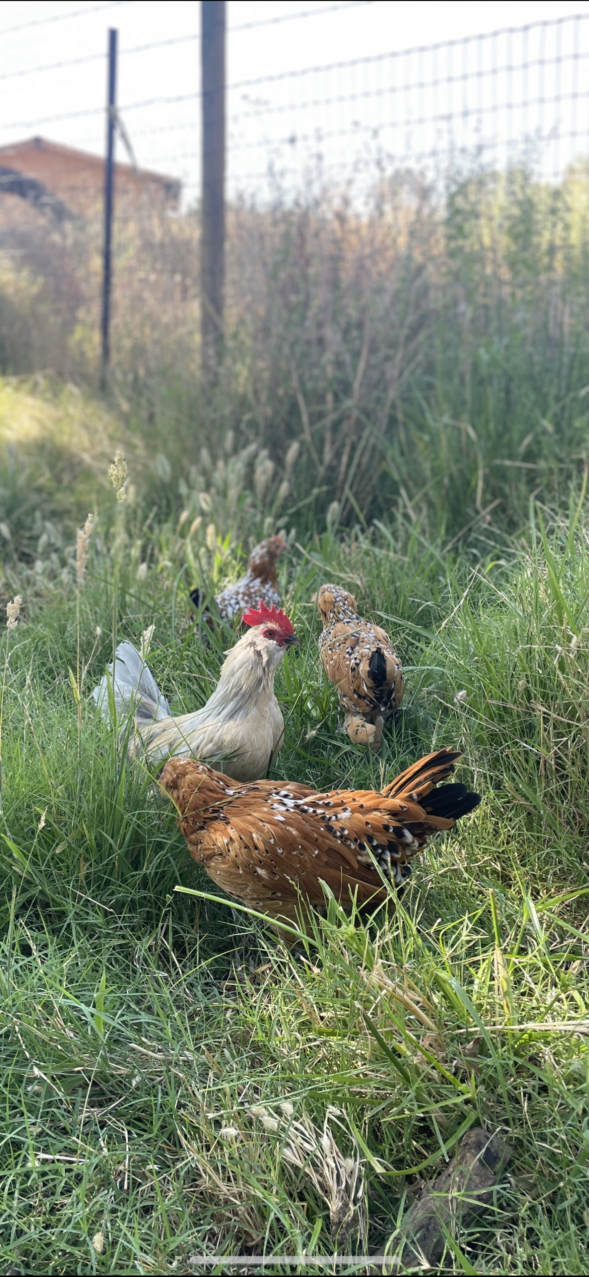 About Five Little Chicks